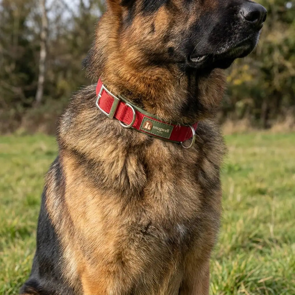 Snugwell Pets Soft Padded Dog Collar – Red or Black, 16 Inch
